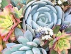 2026年1月11日农历2025年冬月廿三适合结婚吗，今天办婚礼好不好